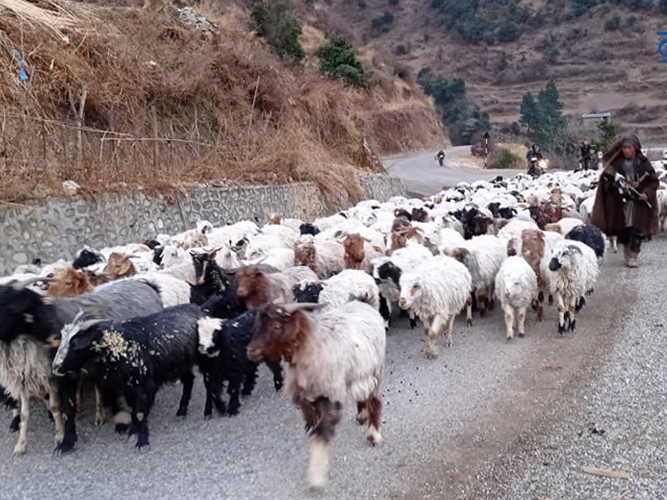 बेँसी झर्दै भेडा 